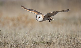 Owl flying