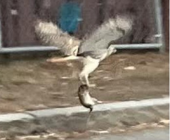 Hawk flying carrying rat in its claws