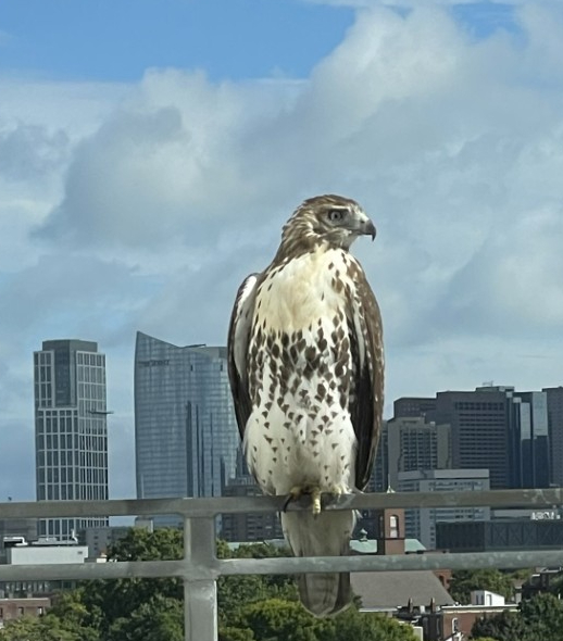 Red Tail hawk in fron of Boston skyline