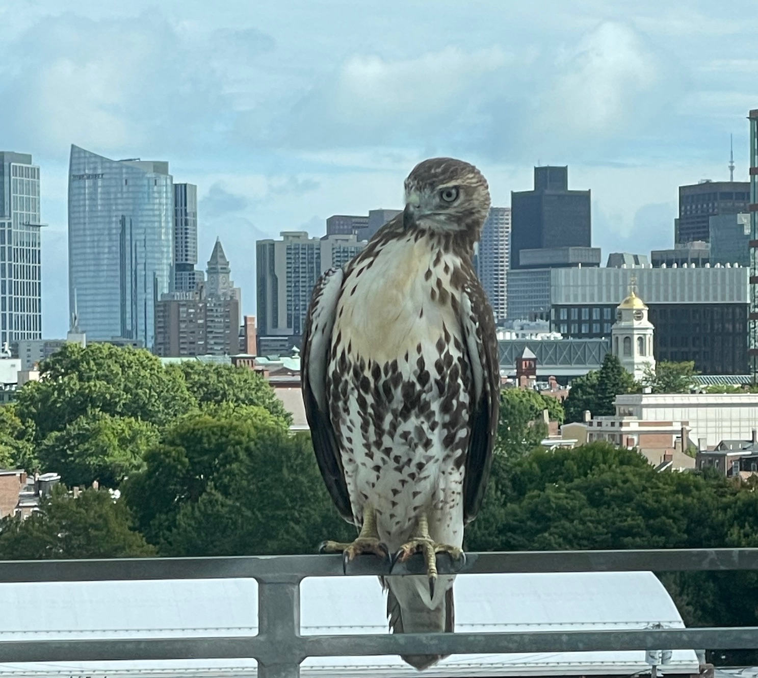 Hawk sitting in front of boston skyline