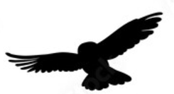 owl flying