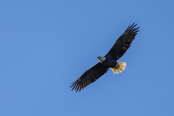 eagle flying blue sky
