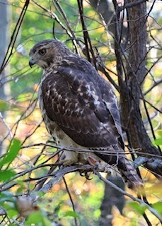brown raptor sitting in tree