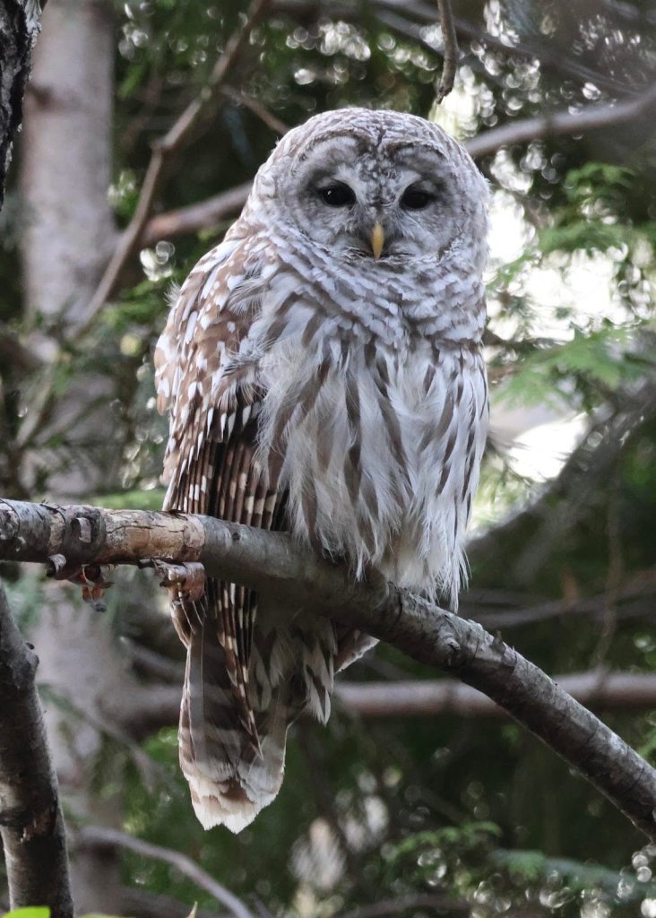 Grey owl