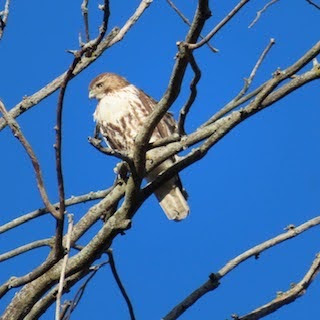 Small raptor on thin branches