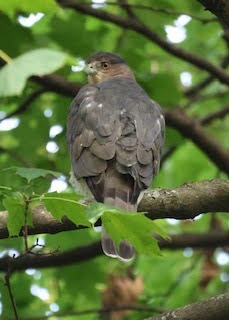 raptor's back in tree leaves