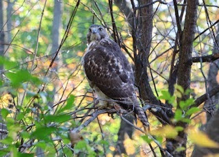 raptor in forest on a branch