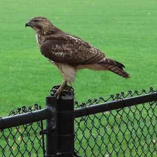 raptor perched on fence
