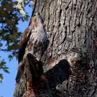 raptor on branch looking up